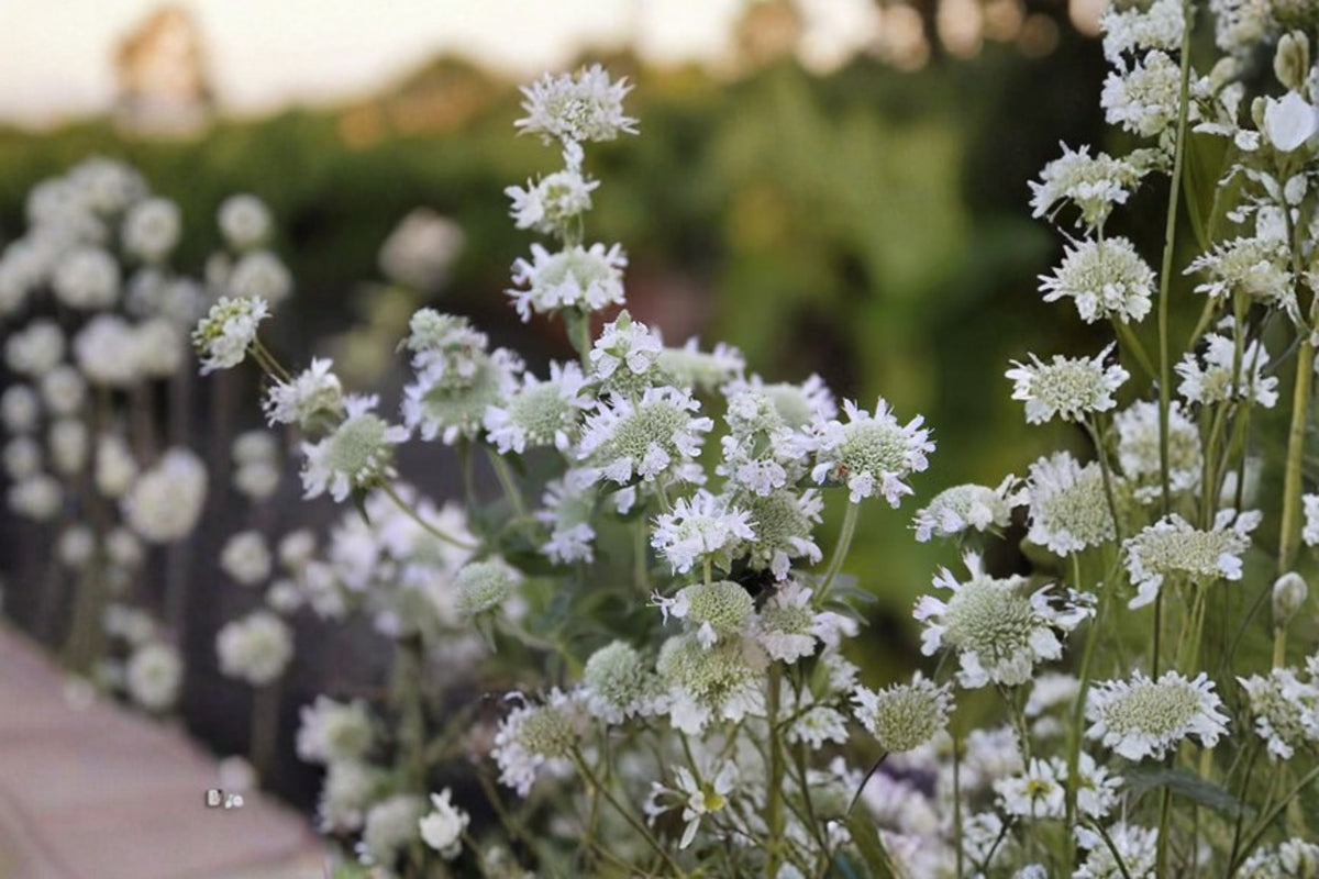 Hairy Mountain Mint Seeds 100 Count - Fragrant Native Wildflower (Pycnanthemum pilosum) for Easy Garden Planting