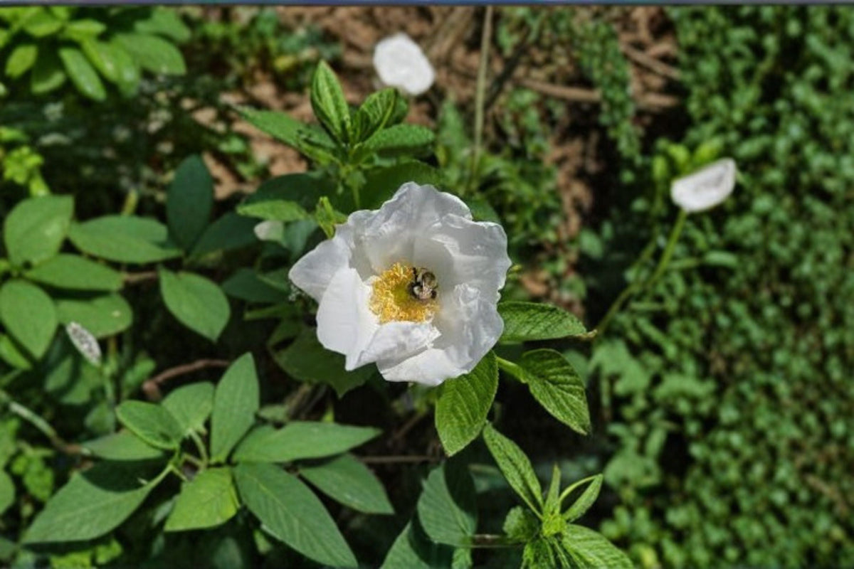 White Rugosa Rose Seeds - 25 Pack, Hardy Flowering Shrub, White Beach Rose, Rosa rugosa alba, Easy to Grow Garden Plant