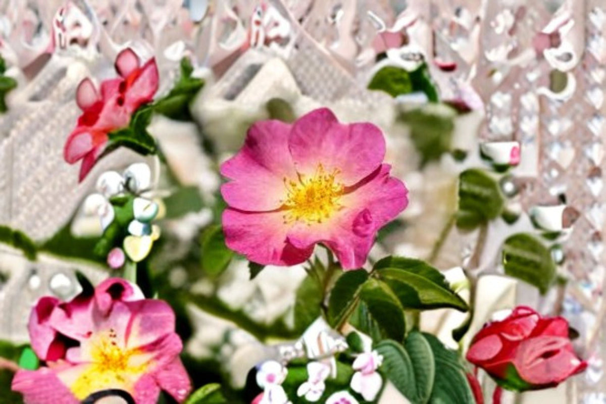 Common Wild Rose Seeds - 25 Pink Rosa woodsii for Garden Planting, Native Prairie Flowering Shrub, Perennial Landscape Plant