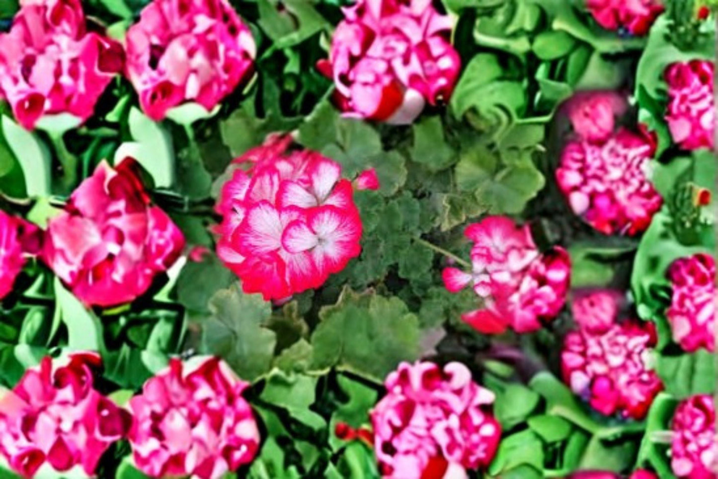Red White Geranium 2 Cuttings – Pelargonium Bi-Color Flowering Plant for Containers and Garden Beds