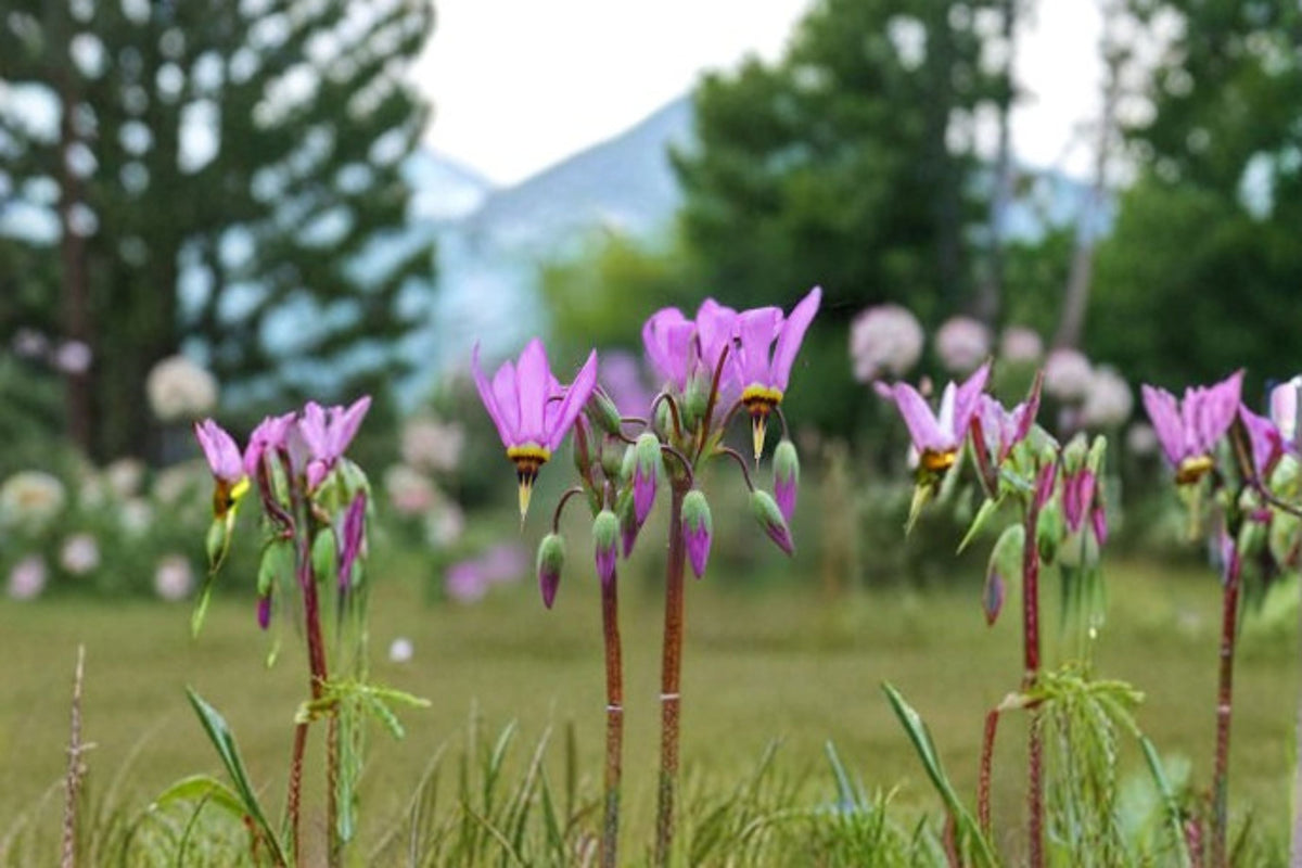 Midland Shooting Star Seeds 100 Pack Pink White Wildflower Dodecatheon meadia for Woodland Garden Planting