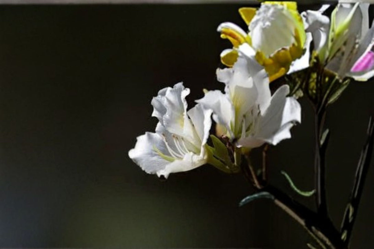 White Orchid Tree Seeds - 10 Seeds Bauhinia variegata var. candida - Ornamental White Butterfly Tree for Garden Planting