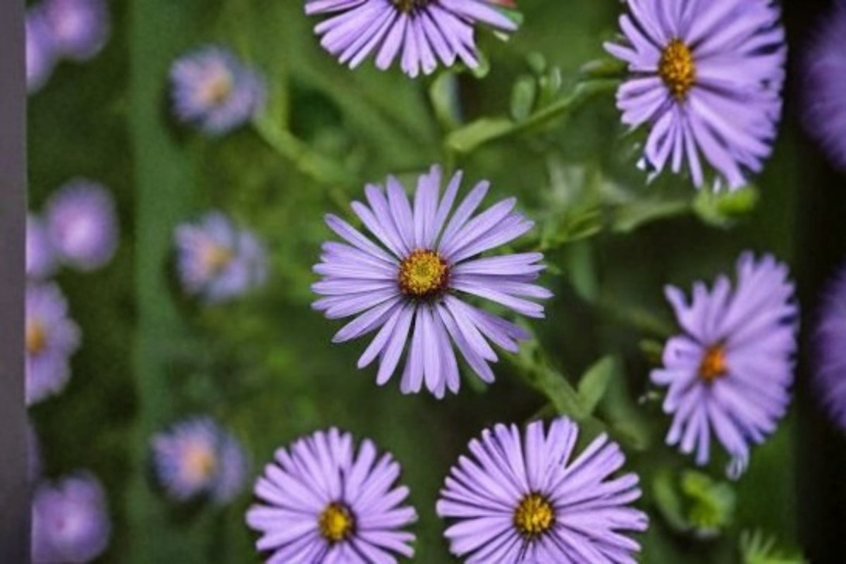 Aromatic Aster Seeds 100 Count Purple Wildflower Perennial Symphyotrichum Oblongifolium for Garden Borders and Meadows