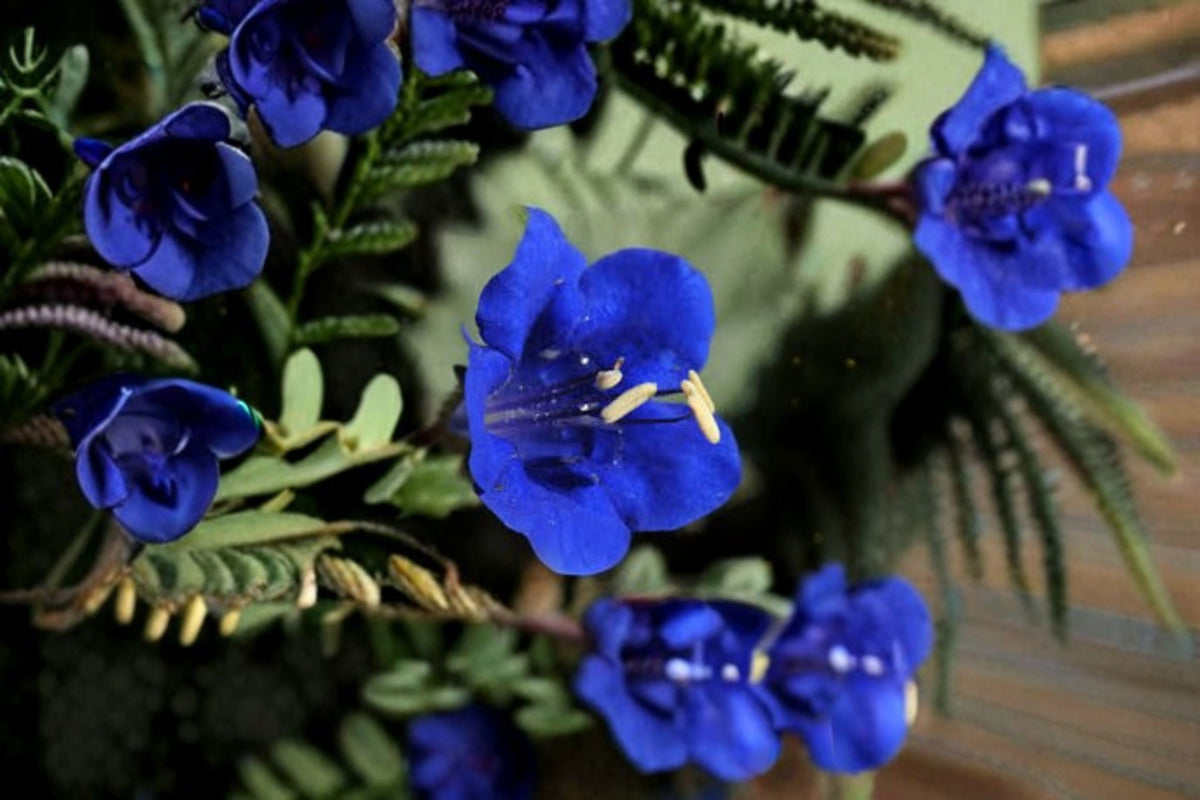 California Bluebells Seeds - 100 Pack Phacelia Campanularia Blue Wildflower Annual Garden Plant for Sunny Areas