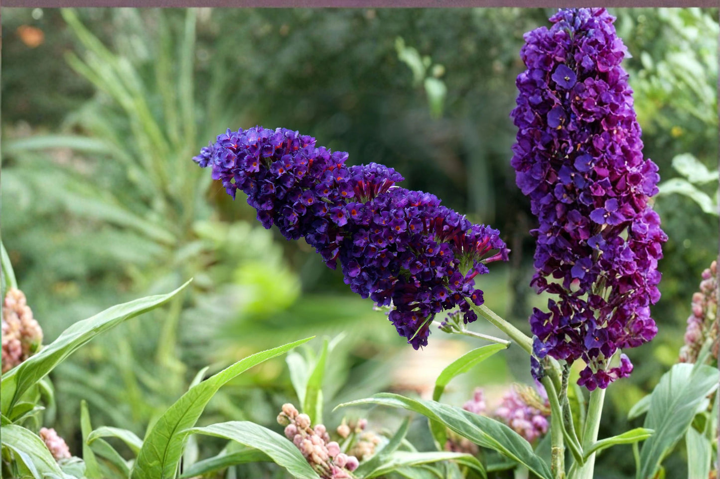 Black Knight Buddleia Plant – Buddleja davidii Purple Flowering Shrub for Garden Borders
