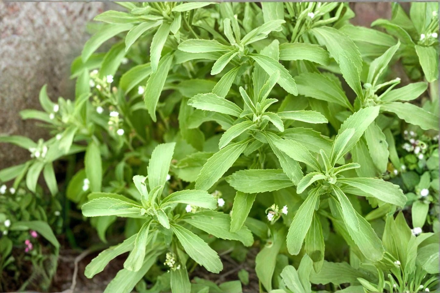 Stevia 1 Plant – Stevia rebaudiana, Tender Perennial Herb with Naturally Sweet Leaves