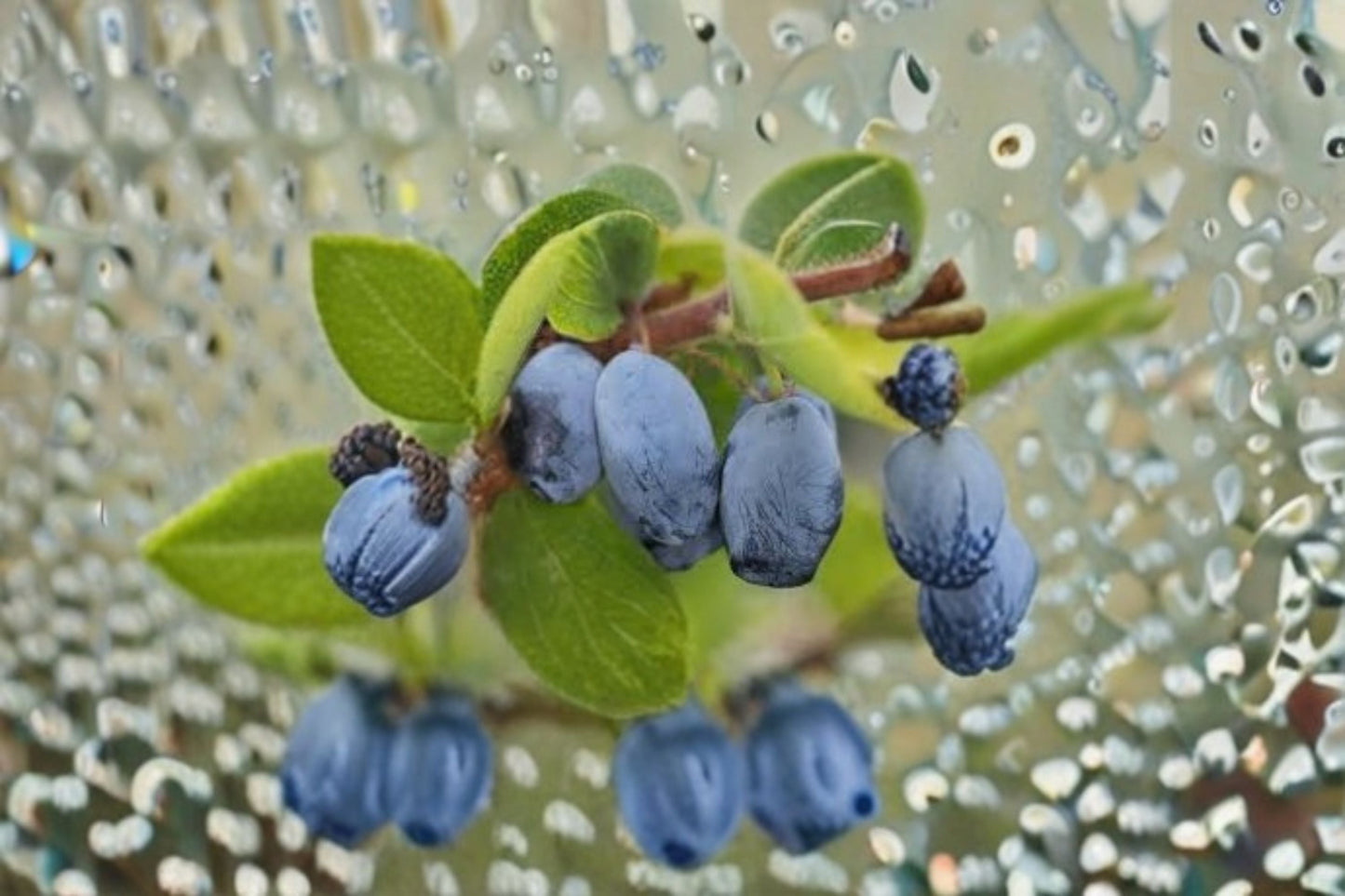 Honeyberry 8 Cuttings – Lonicera caerulea Deciduous Fruit Shrub for Cold Hardy Gardens