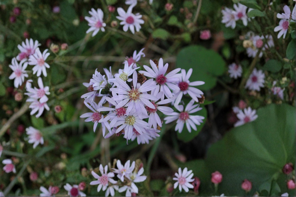 Heart Leaved Aster Seeds - 100 Blue Wildflower Seeds for Native Gardens - Symphyotrichum cordifolium