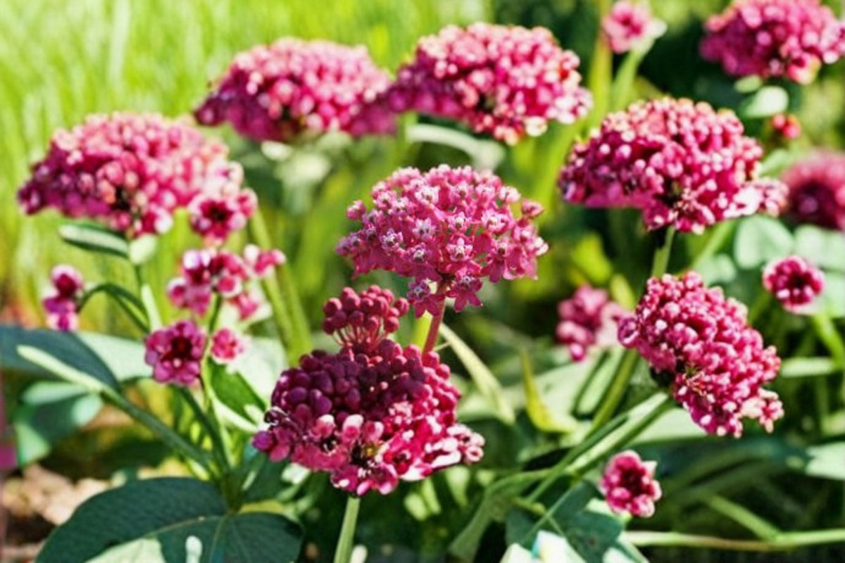 Rose Milkweed Seeds - 15 Pink Swamp Milkweed Seeds (Asclepias incarnata) for Native Gardens, Pollinator-Friendly Plants