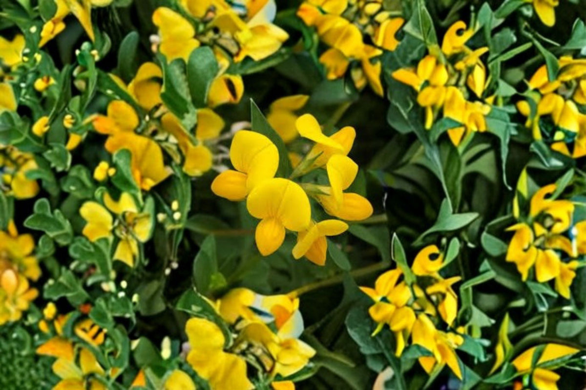 Birds Foot Trefoil Seeds 100 Count Yellow Wildflower Perennial (Lotus corniculatus) for Gardens and Meadows