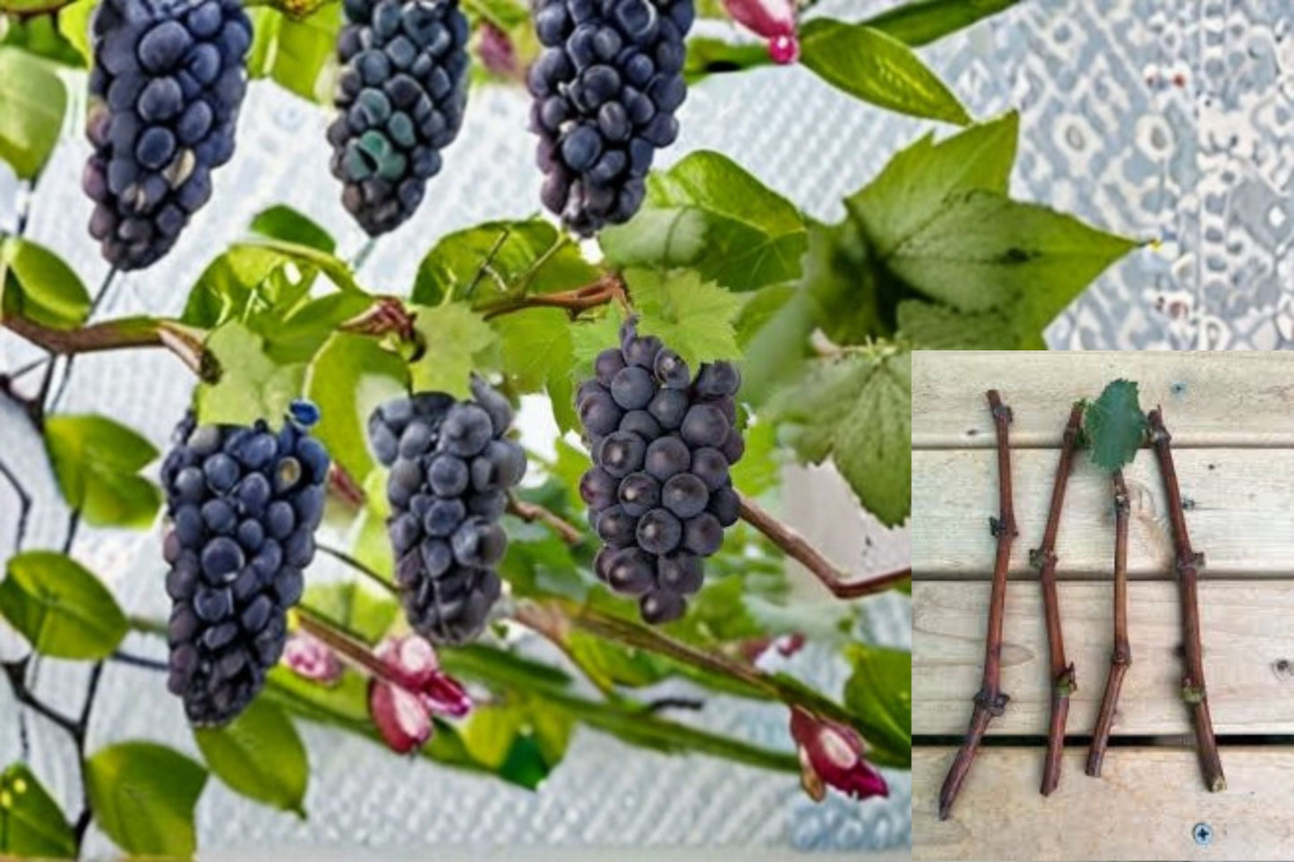Kyoho Grape 3 Cuttings – Vitis vinifera Climbing Fruit Vine for Propagation