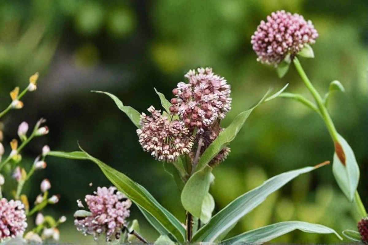 Common Milkweed Seeds 15 Count Pink Wildflower Seeds Asclepias syriaca Butterfly Garden Planting Pollinator Friendly