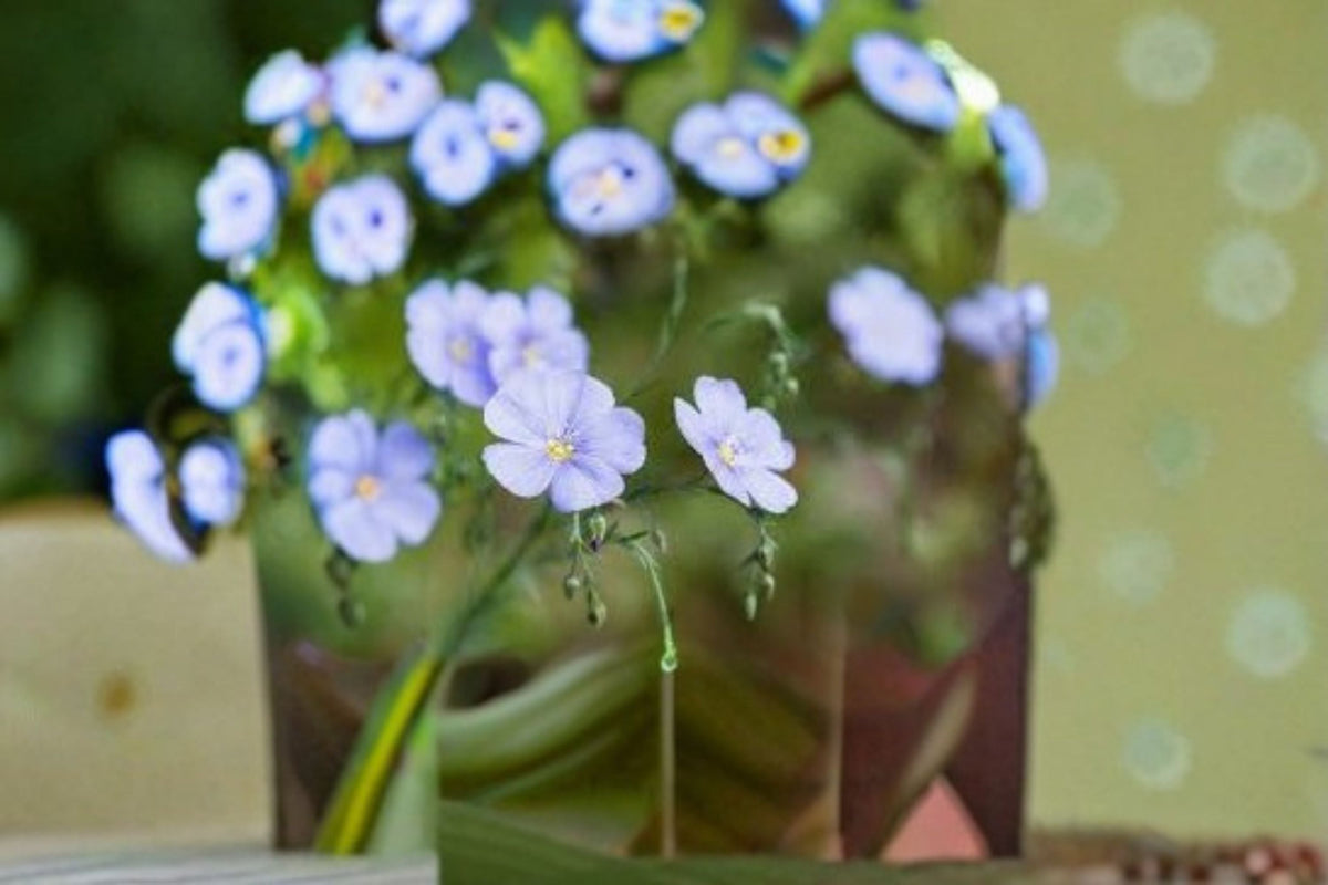 Perennial Blue Flax Seeds - 100 Seeds Linum Perenne Blue Wildflower for Garden, Meadow, and Cottage Planting