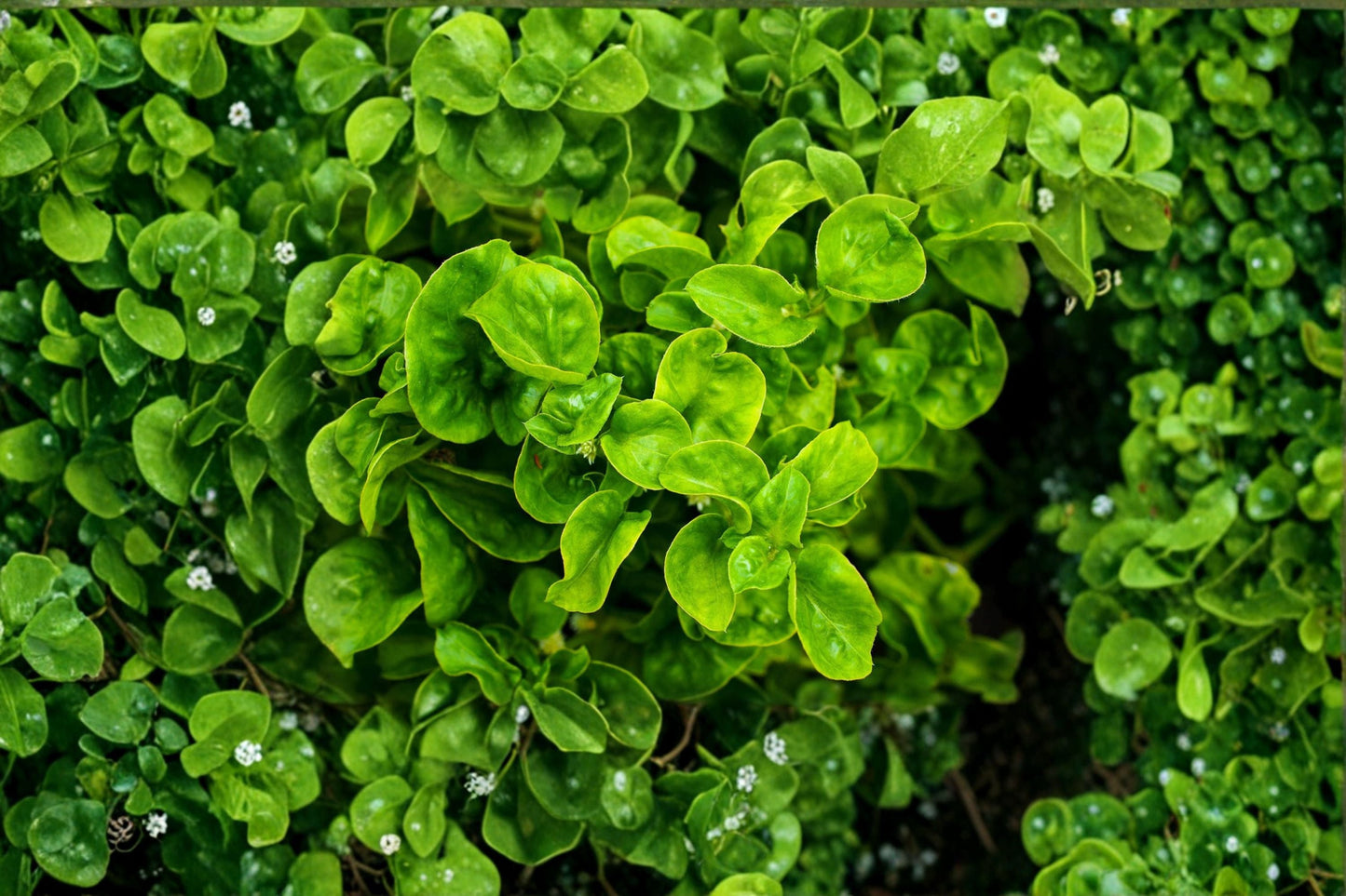 Brazilian Spinach 4 Cuttings – Alternanthera sissoo Edible Leafy Perennial Vegetable