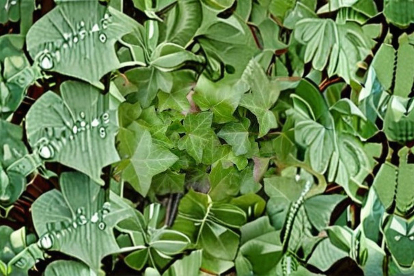 English Ivy 10 Plants – Hedera helix Evergreen Climbing Vine for Ground Cover & Containers