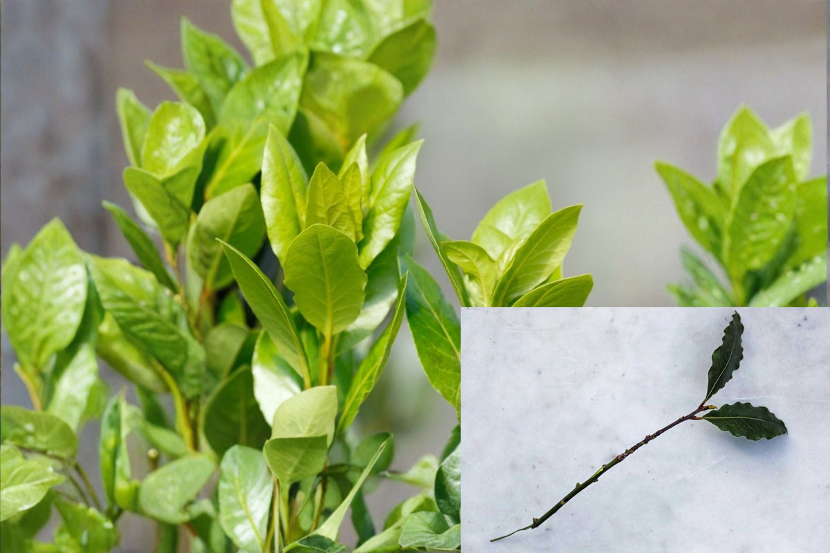 Bay Laurel Cuttings - 5 Fresh Cuttings - Laurus nobilis - Culinary Herb for Container Gardening