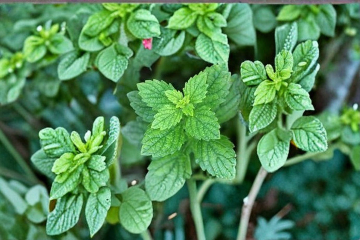 Lemon Balm Seeds - 100 Count - Melissa officinalis - Green Perennial Herb for Garden & Container Planting