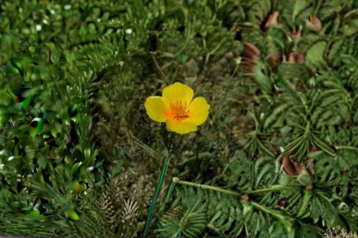 Tufted Dwarf California Poppy Seeds - 100 Yellow Annual Wildflower Seeds (Eschscholzia caespitosa) for Garden and Meadow