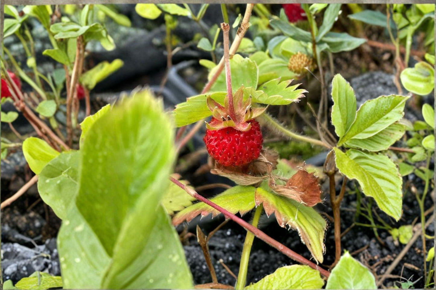 10 Wild Strawberry Rhizomes – Fragaria vesca Perennial Ground Cover Plants