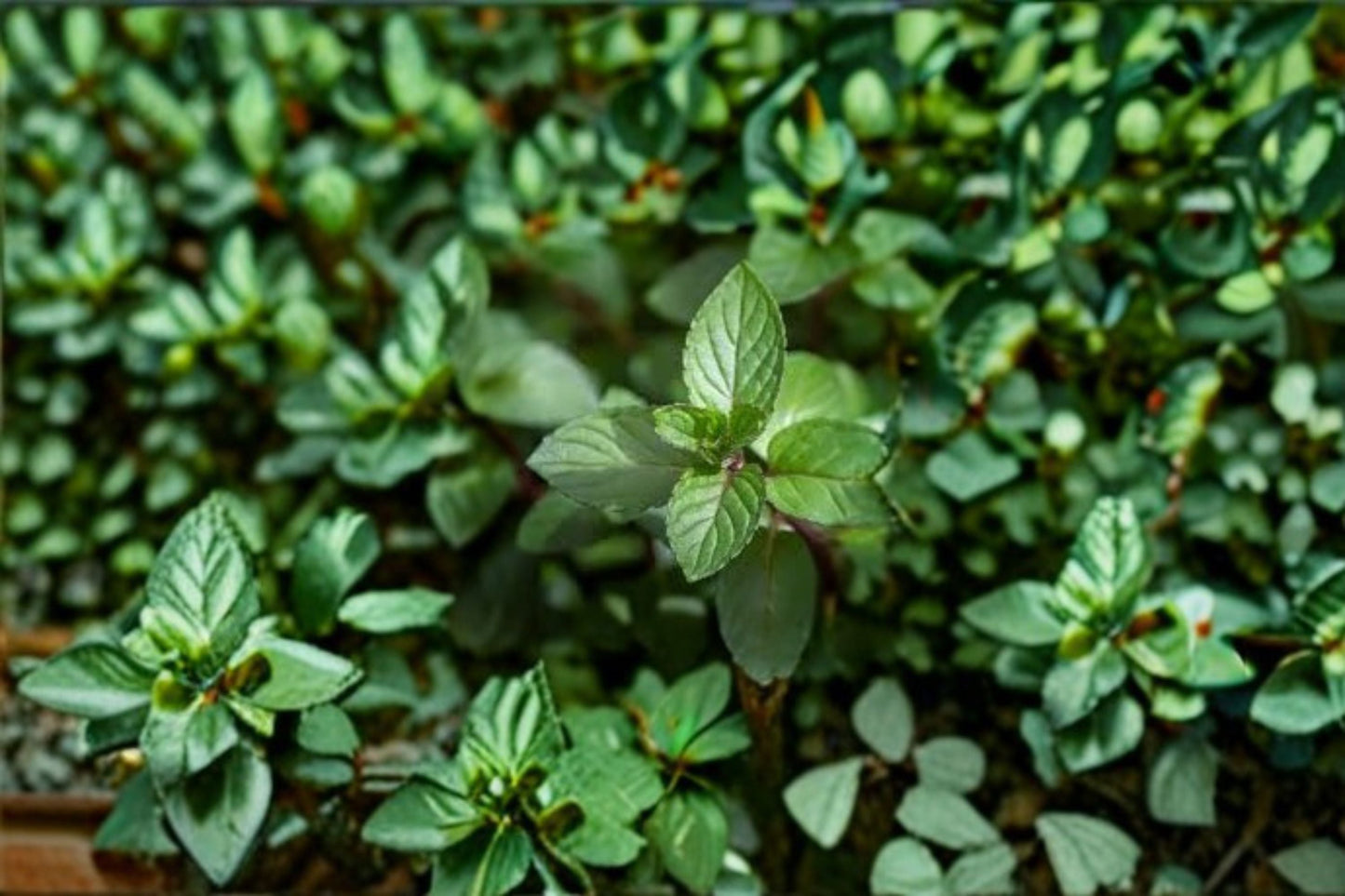 Chocolate Mint Plant – Mentha × piperita f. citrata ‘Chocolate’ Live Herb