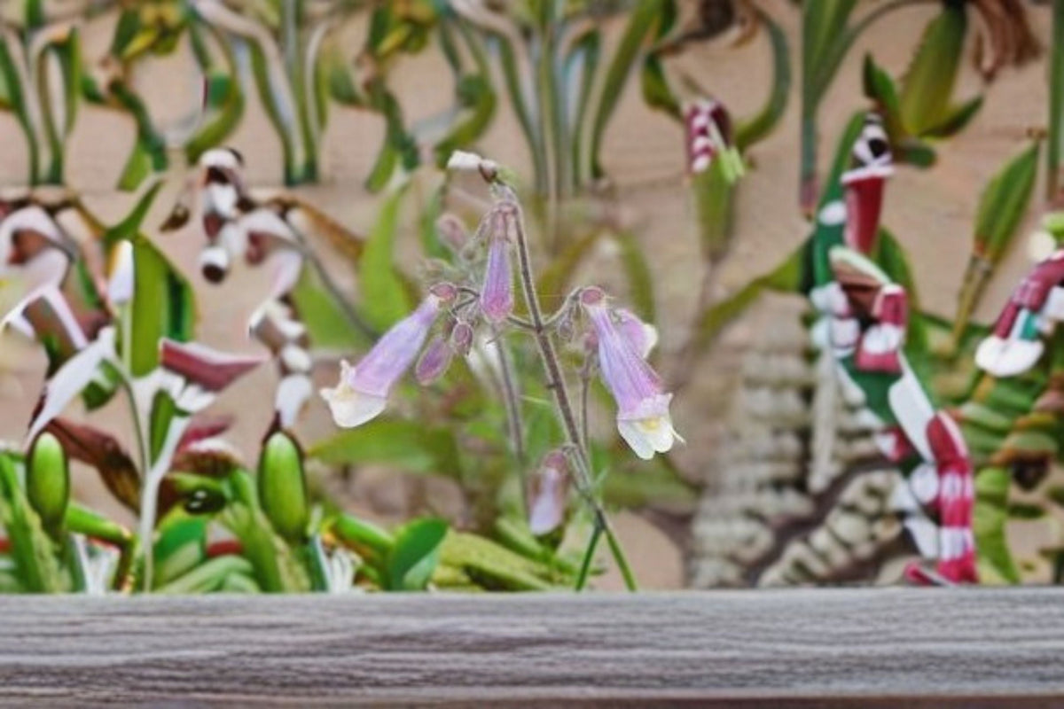 Slender Beardtongue Seeds 100 Pack - Purple Wildflower (Penstemon gracilis) - Native Perennial Flower for Garden Planting