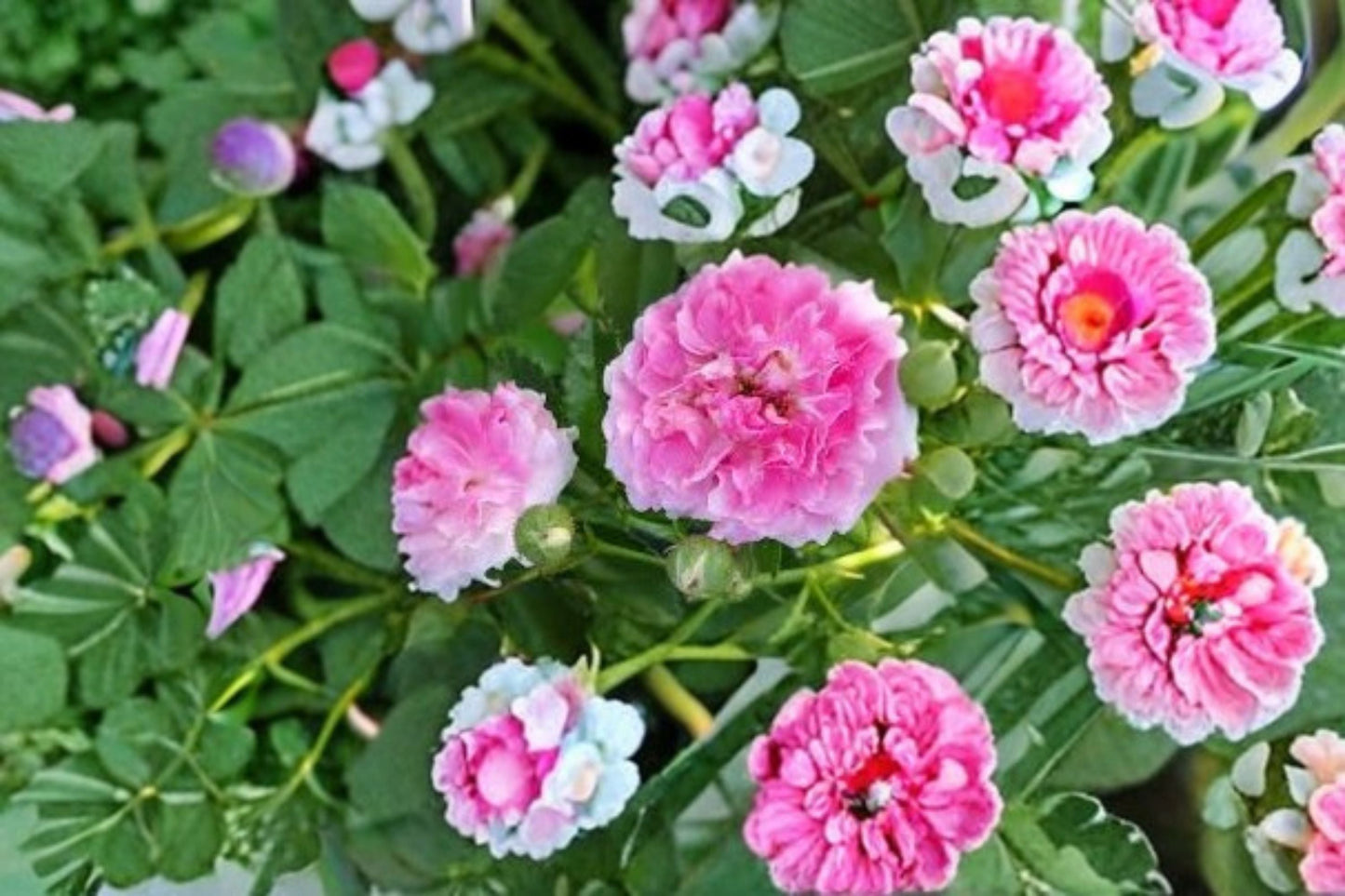 Seven Sisters Rose 12 Cuttings – Rosa multiflora Climbing Rose for Trellises and Fences