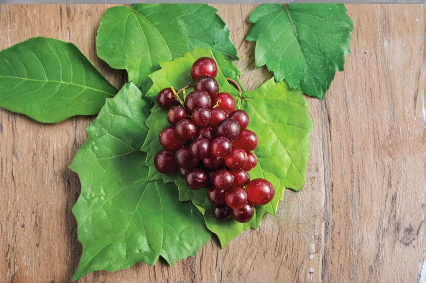 Razzmatazz Grape 4 Scions – Vitis vinifera Climbing Fruit Vine for Grafting and Propagation