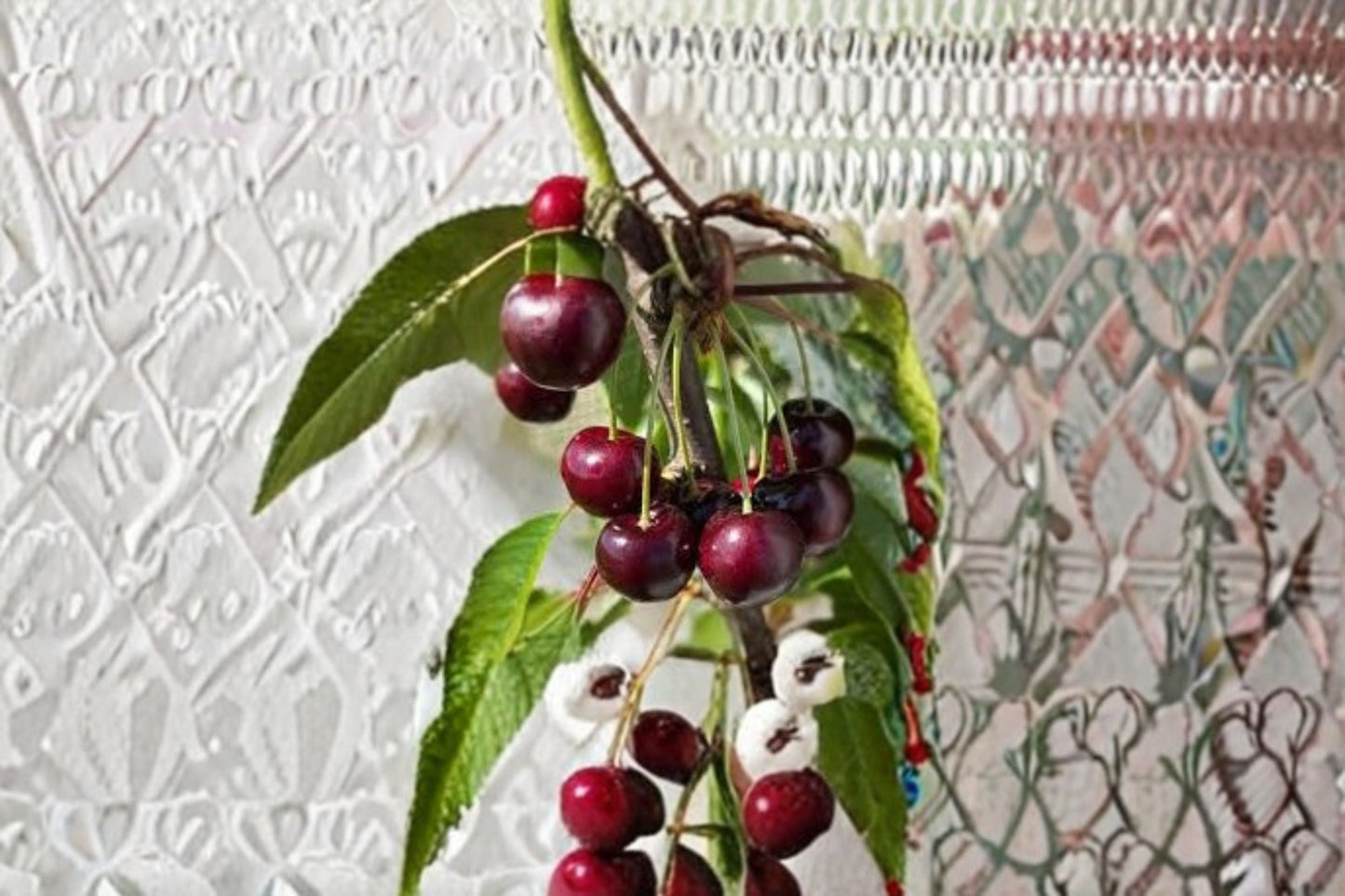 Bing Cherry 6 Cuttings – Prunus avium Fruit Tree Cuttings for Propagation