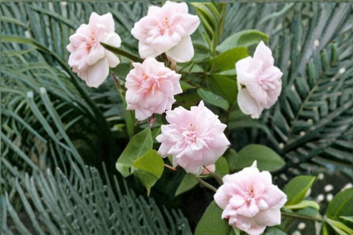 Cecile Brunner Rose 10 Cuttings – Heirloom Pink Climbing or Shrub Rose for Garden Propagation