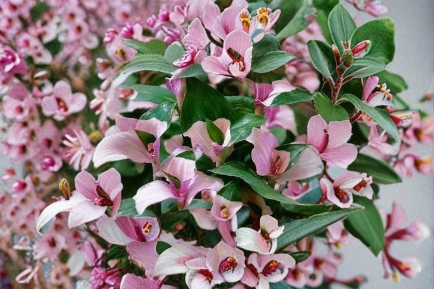 Blushing Bride Tradescantia 3 Cuttings – Variegated Trailing Houseplant for Indoor Containers
