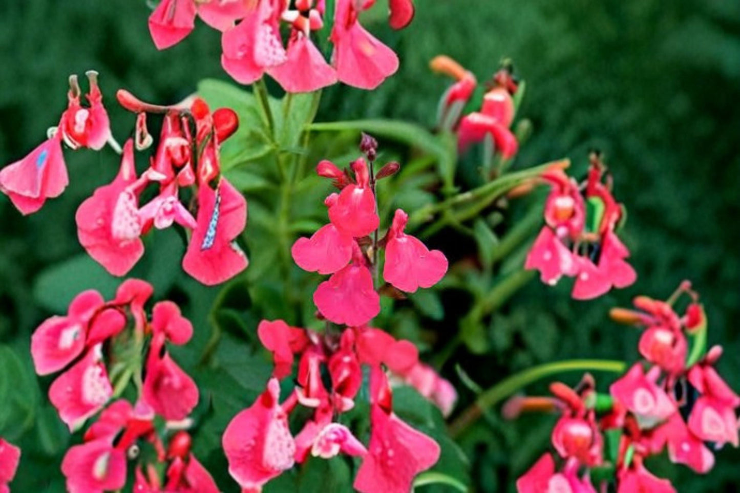 Lipstick Salvia Greggi Live Plant - 1 Gallon Fully Rooted - Salvia greggii