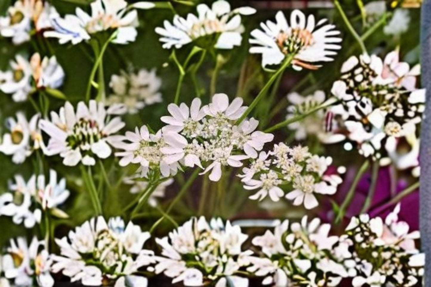 White Lace Flower Orlaya grandiflora Plant – Hardy Annual with Delicate White Blooms