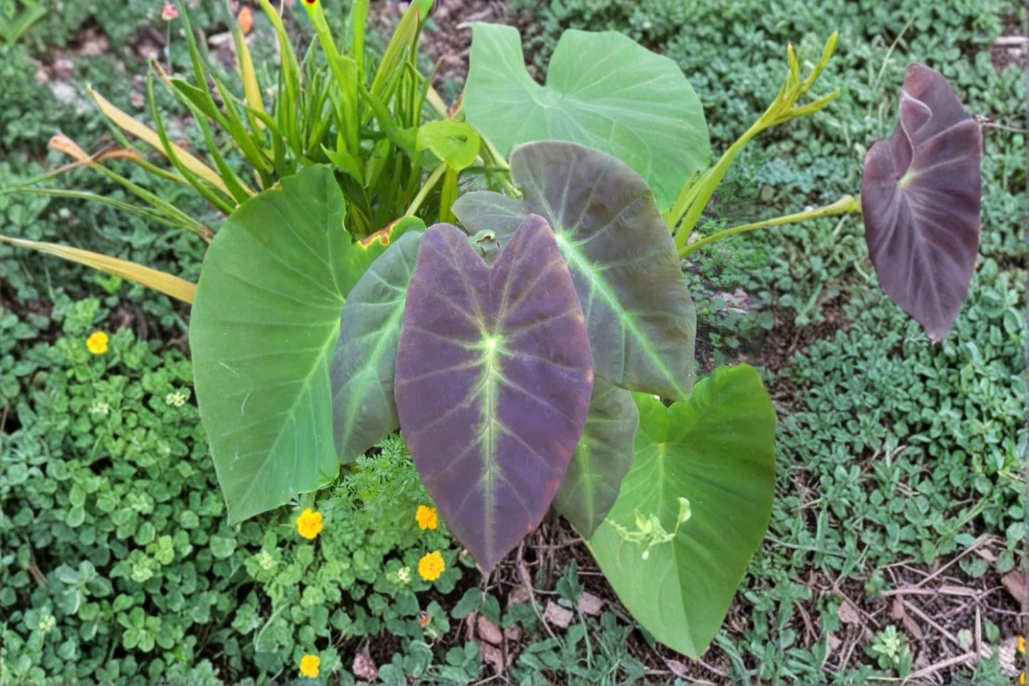 Colocasia Illustris Live Plant – Black Beauty Elephant Ear Tropical Foliage