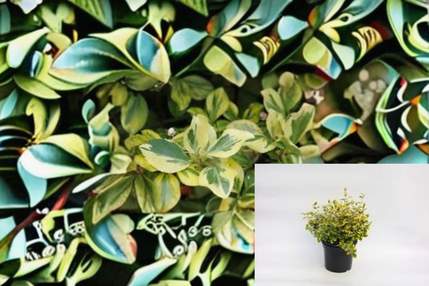 Green n Gold Euonymus Plant – Evergreen Euonymus fortunei ‘Emerald 'n' Gold’ Shrub