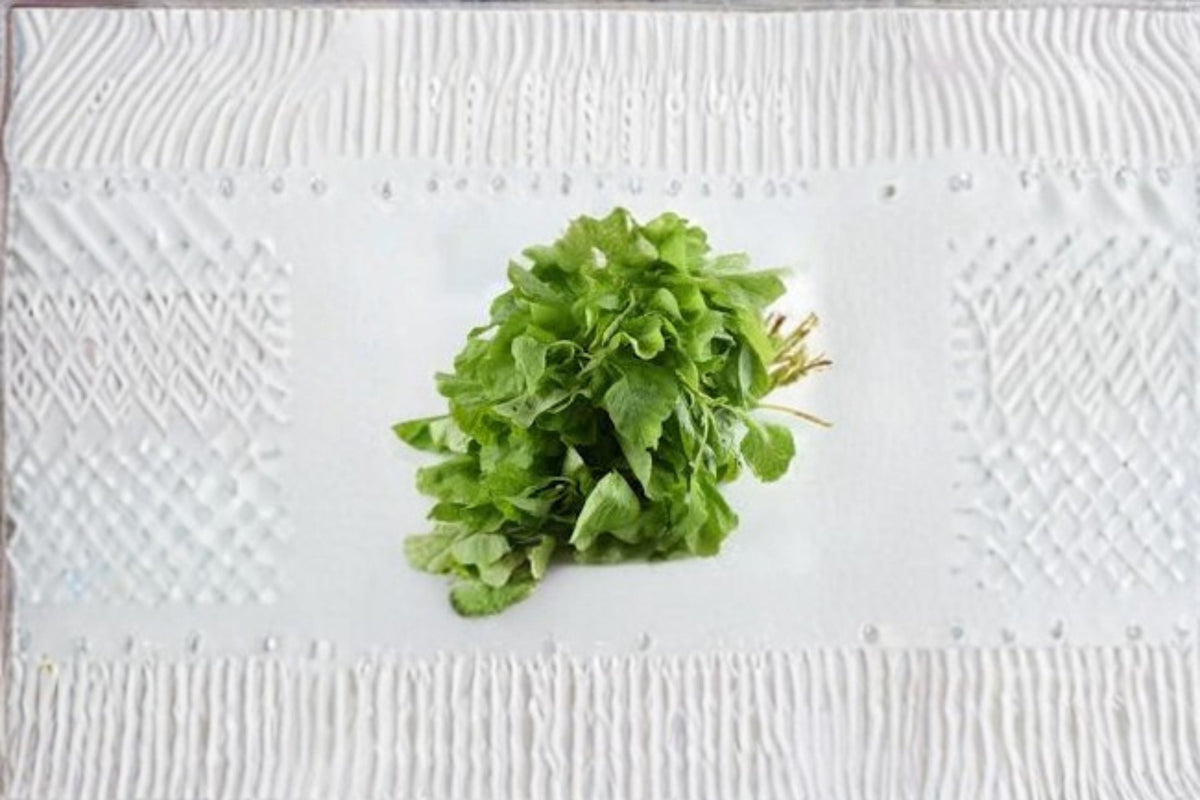White Leaf Amaranth Seeds 500 Count | Amaranthus mangostanus | Fast Growing Leafy Green Vegetable for Garden Planting