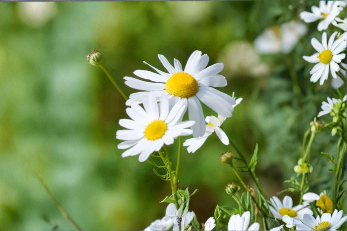 German Chamomile Seeds - 100 Seeds - White Yellow Flowers - Matricaria recutita - Easy to Grow Annual Herb for Garden
