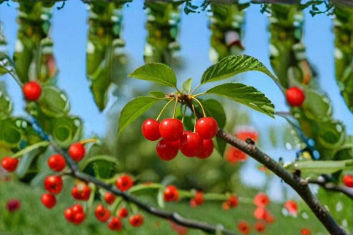 Montmorency Cherry Cuttings 6 Unrooted Stems Prunus cerasus Tart Cherry Fruit Tree for Propagation