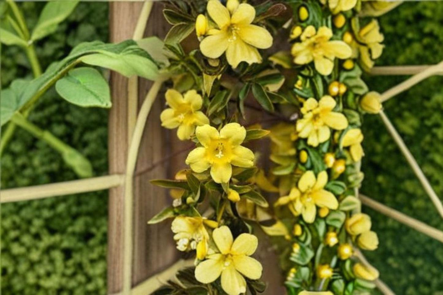 Carolina Jasmine Live Plant – Yellow Fragrant Climbing Vine for Trellises & Fences