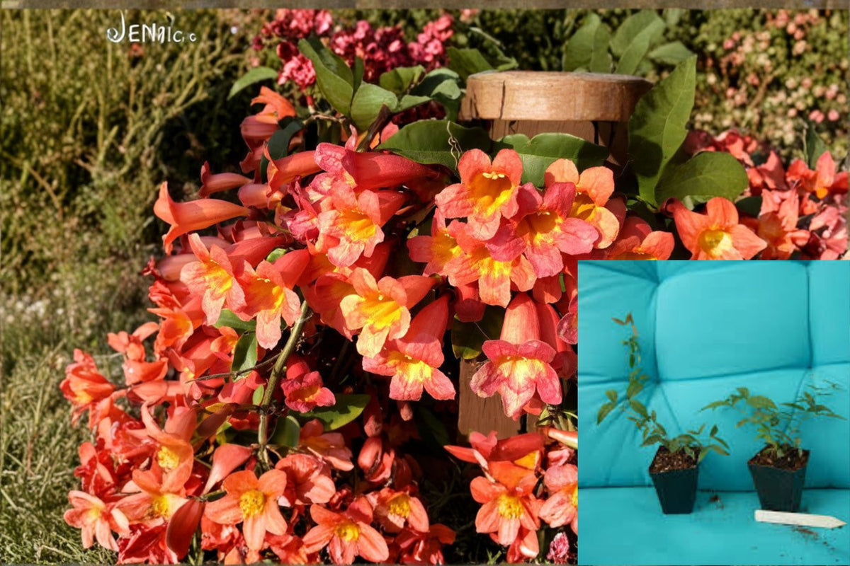 Tangerine Beauty Crossvine Plant - Climbing Vine with Orange Flowers - Bignonia capreolata - Pollinator-Friendly Starter Plant