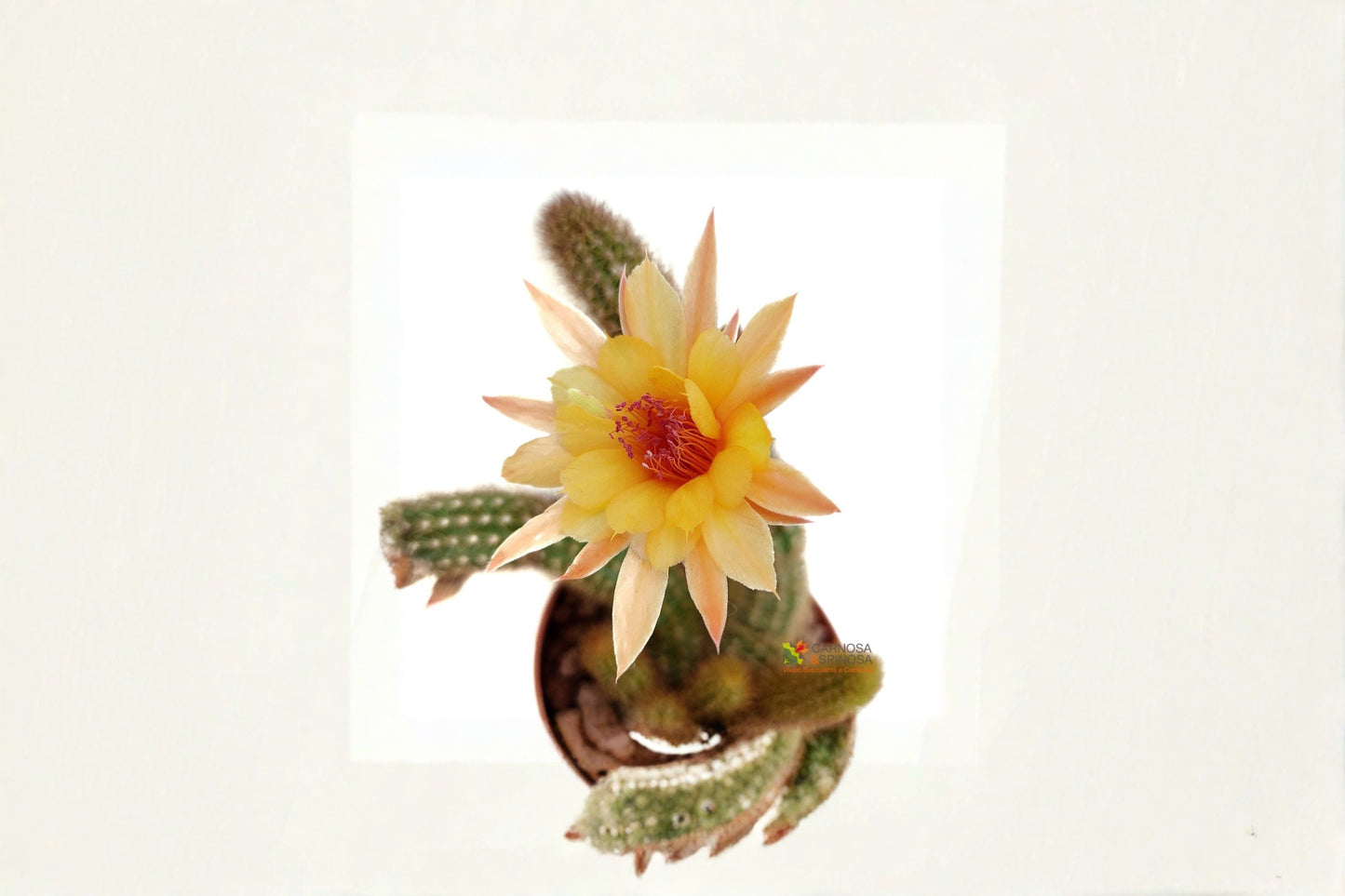 Hildewintera Humkes Kleine Gelber - Trailing Hybrid Cactus with Yellow Blooms