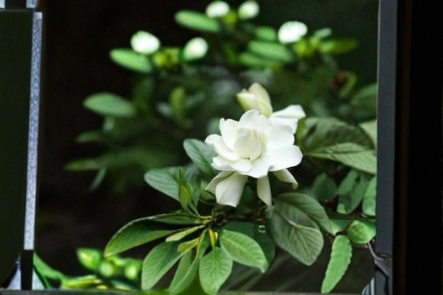 Gardenia 7 Cuttings – Evergreen Gardenia jasminoides Shrub with White Flowers