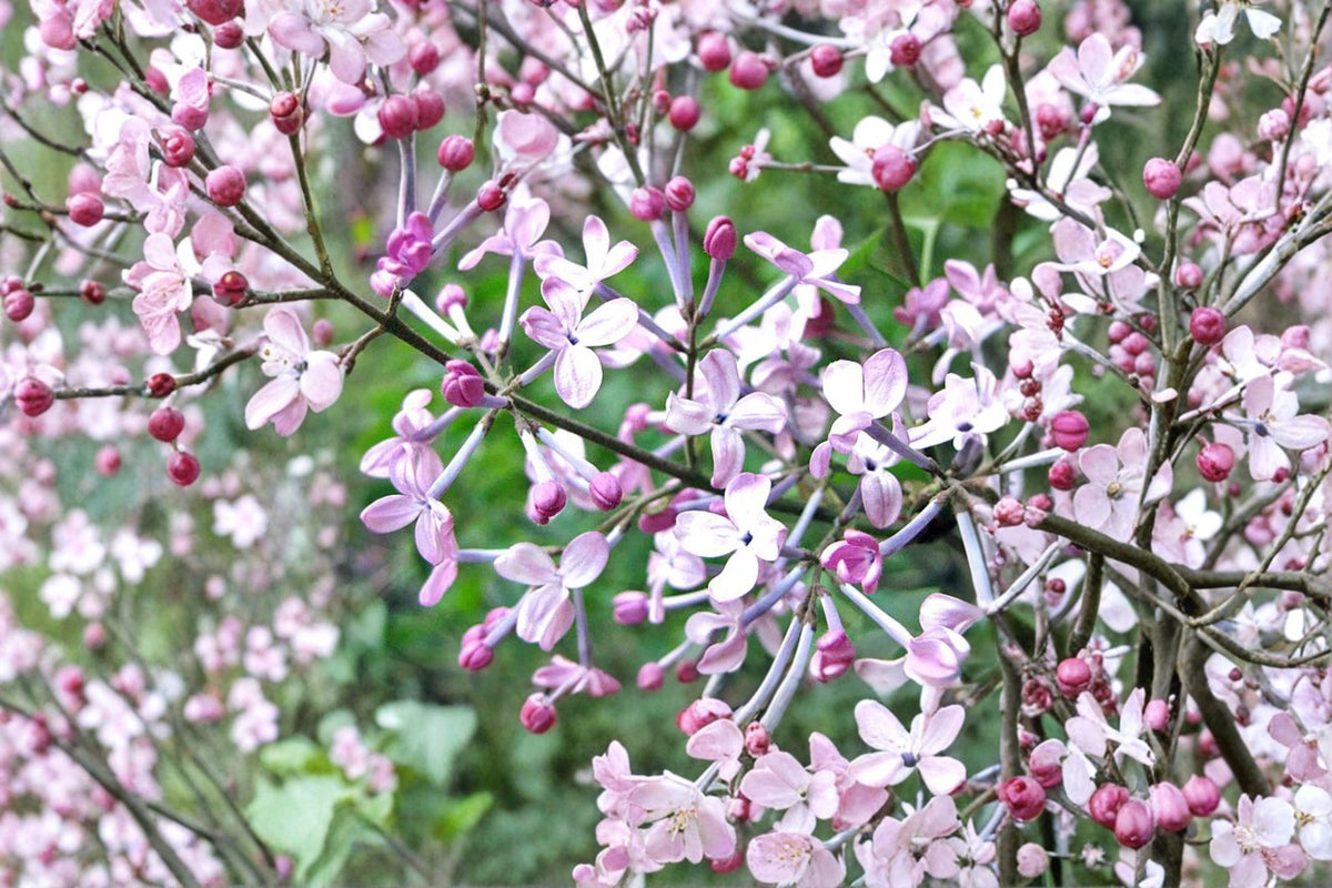 Early Lilac Seeds - 25 Pack Syringa oblata Purple Pink Fragrant Flower Seeds for Garden Planting, Ornamental Shrub