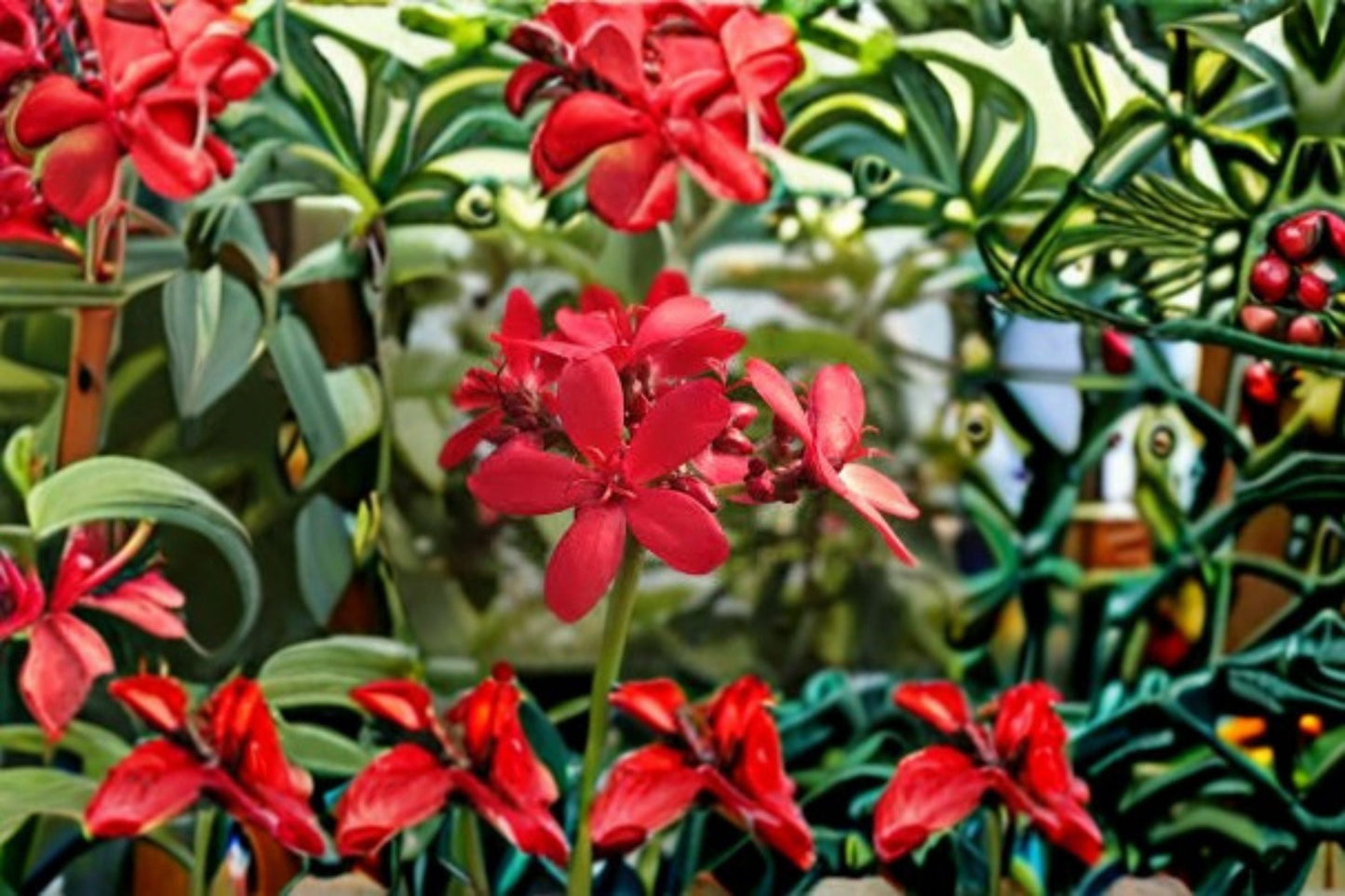 Peregrina Jatropha 4 Cuttings – Jatropha integerrima Tropical Flowering Shrub with Red Blooms
