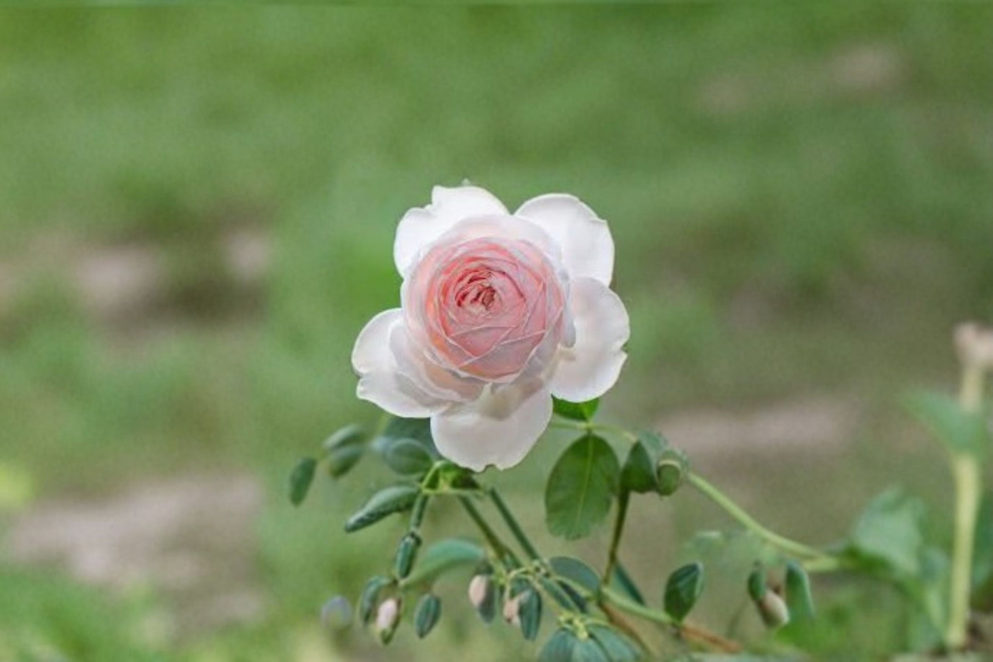 Earth Angel Parfuma Rose 3 Cuttings – Rosa ‘Earth Angel’ Shrub Rose with Pink Blooms