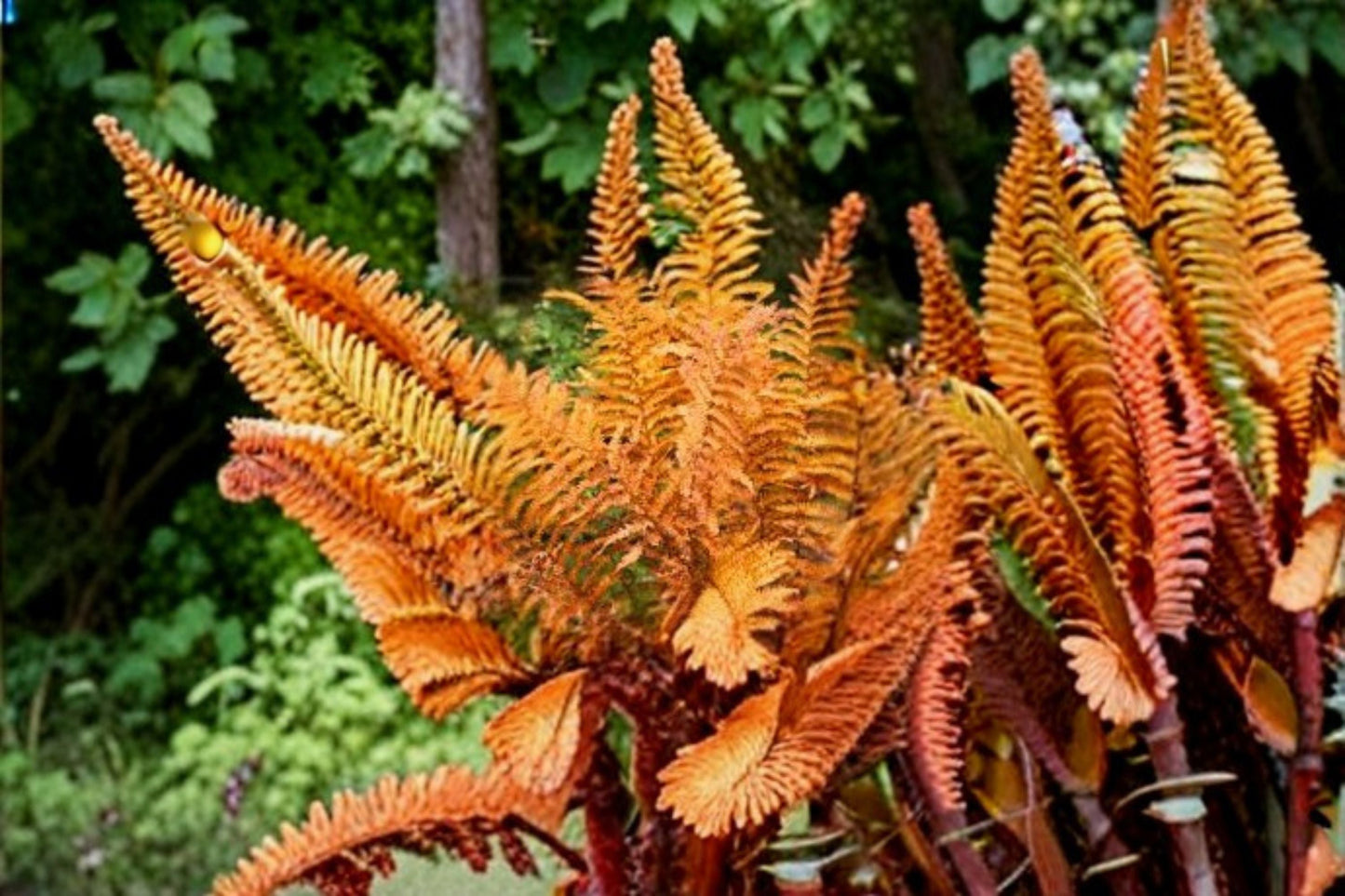 Autumn Fern 1 Plant – Dryopteris erythrosora | Evergreen Shade Plant