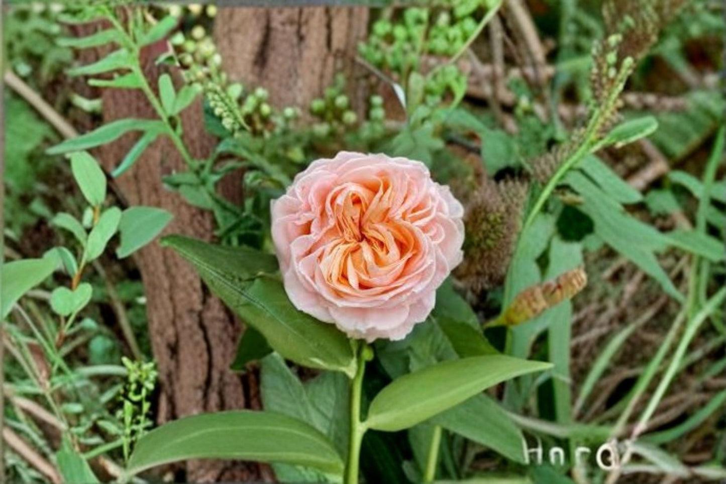 Georgia Peach Rose Live Plant – Peach Pink Cut Rose for Garden and Containers