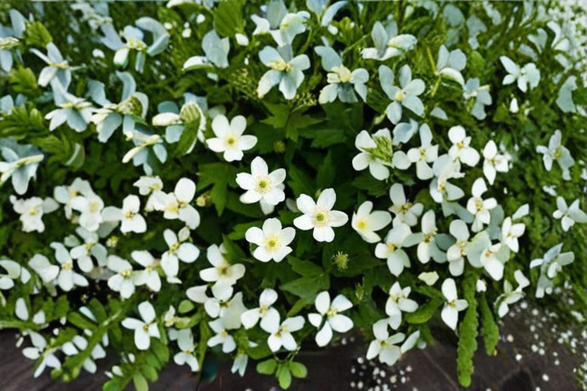 Canada Anemone Seeds - 25 White Wildflower Seeds for Perennial Ground Cover - Anemone canadensis