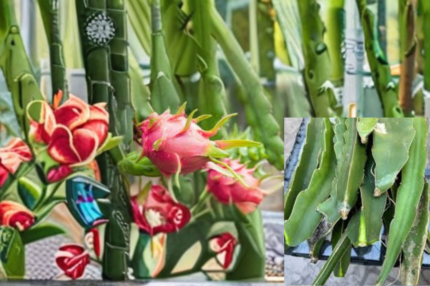 Dragon Fruit 12 Cuttings – Hylocereus spp. Tropical Cactus Vine for Warm Climates