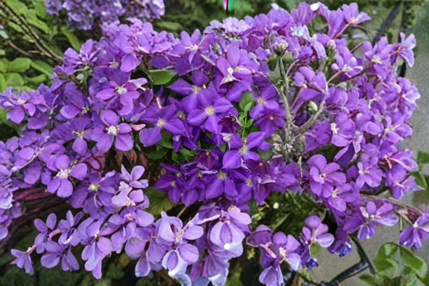 Jackmanii Superba Clematis Live Starter Roots – Large Dark Purple Flowers Vine