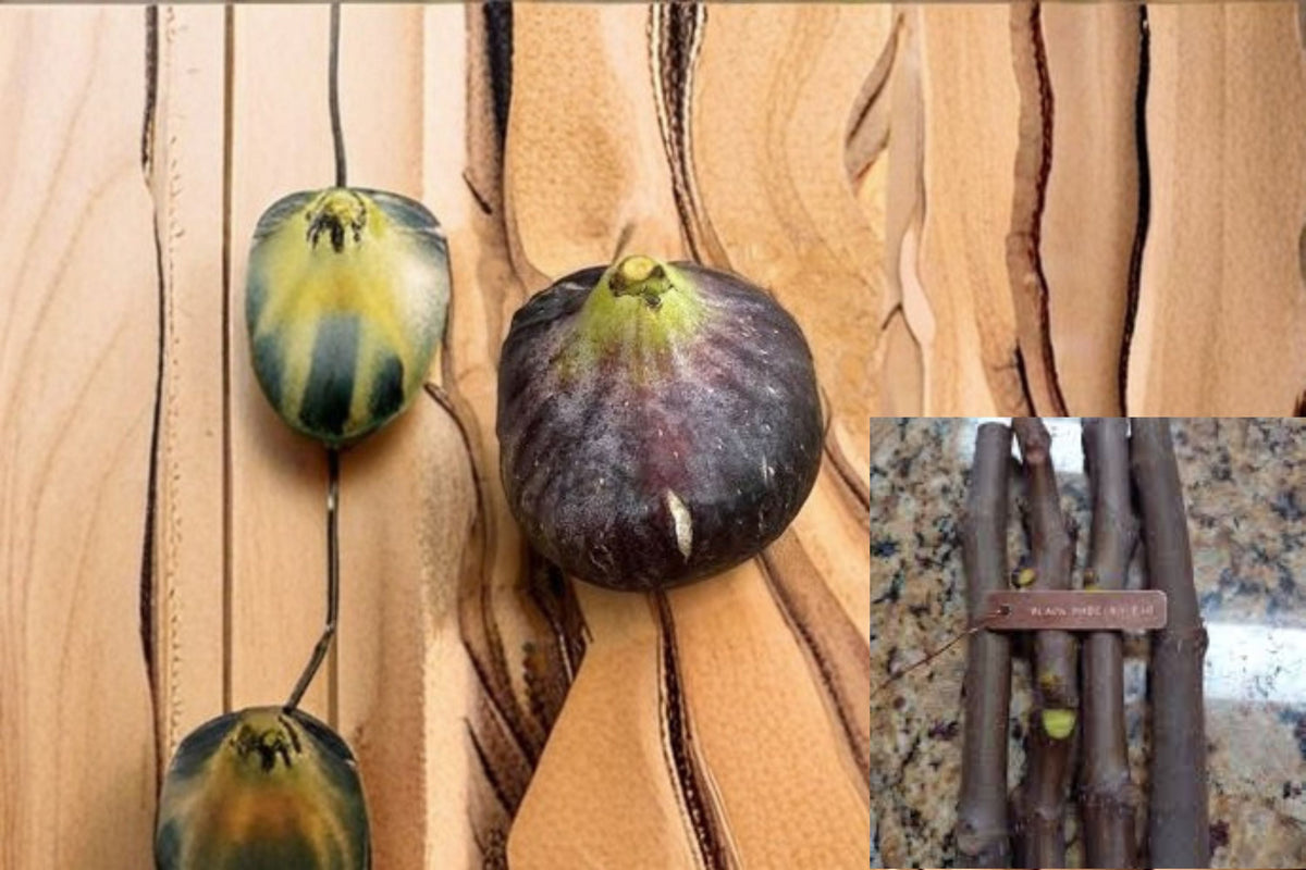 Black Madeira Fig Cuttings - 3 Propagation Cuttings - Ficus carica - Edible Fruit Tree for Warm Climates